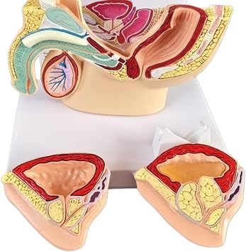 Mesane Karın Modeli - İnsan Organı Anatomik Modeli İnsan Karın Boşluğu, Mesane ve Prostat Modeli - Çalışma Öğretim Ekranı, Erkek Mesane