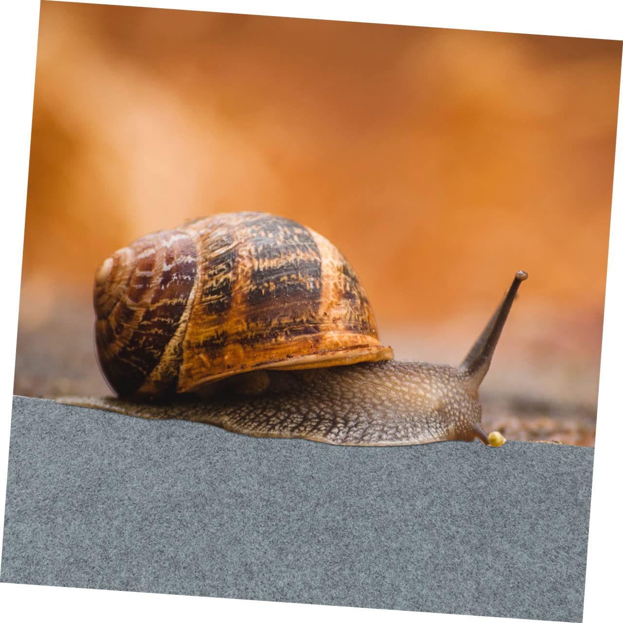 Tappeto per Terrario Rettili 2 Pezzi in Poliestere per Box | Serpente e Lucertola, Accessorio per Pet Box, Formato Pratico per Allestimento Interno