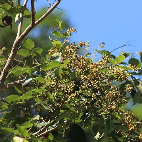 Miniatura 2 de Semillas de árbol de sándalo rojo (Pterocarpus santalinus) Paquete de 5 Semillas