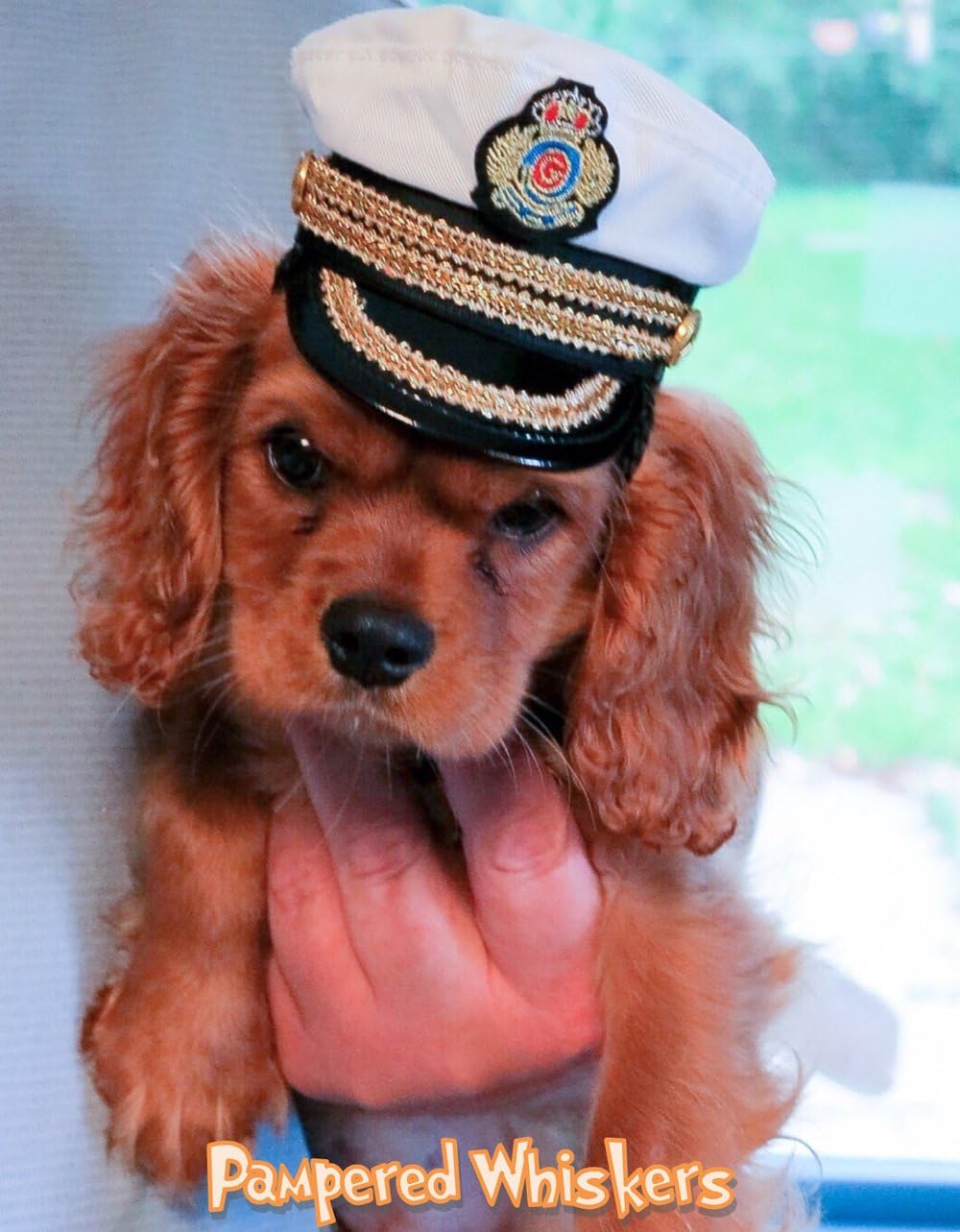 Pampered Whiskers Commanding Officer Naval hat for Small Dogs and Cats