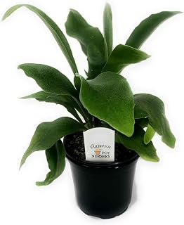 FlowerPotNursery Staghorn Fern Platycerium bifurcatum 4" Pot