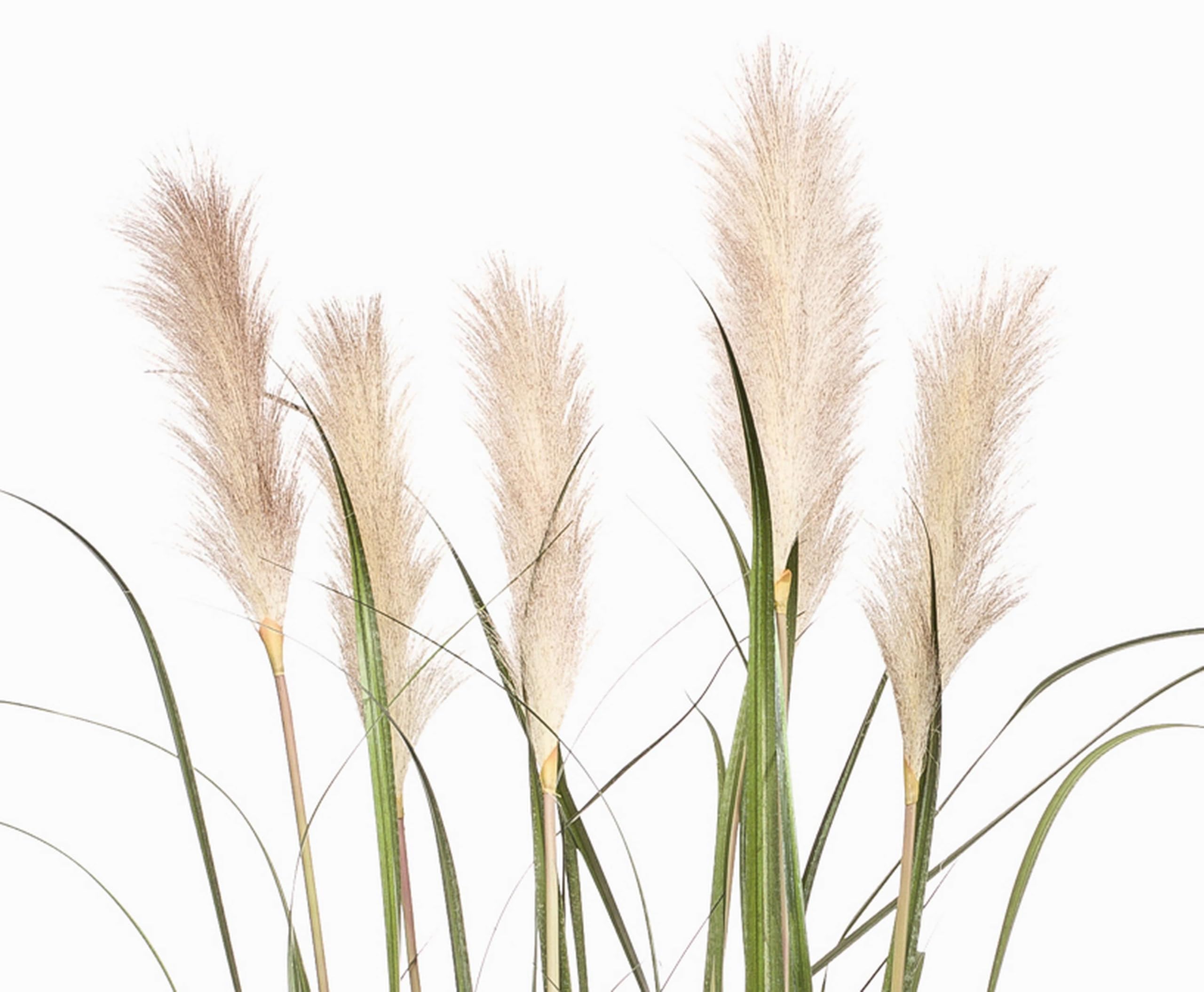 artplants.de Herbe de la Pampa Artificielle Alcantara, Vert, 160cm