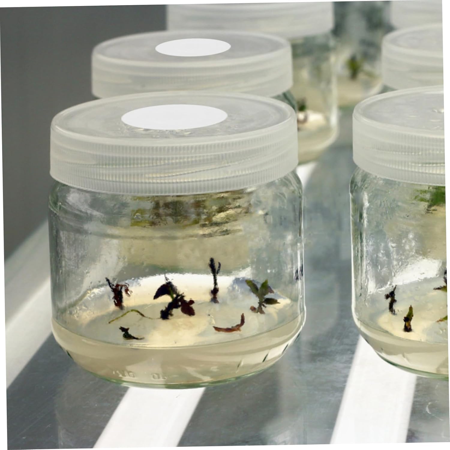 BESPORTBLE 10sheets Mushroom Bottle Lid Pad Breathable Barrier Pads for Culture Bottles Eptfe Material for Safe Mushroom Cultivation for Bulk Requirements