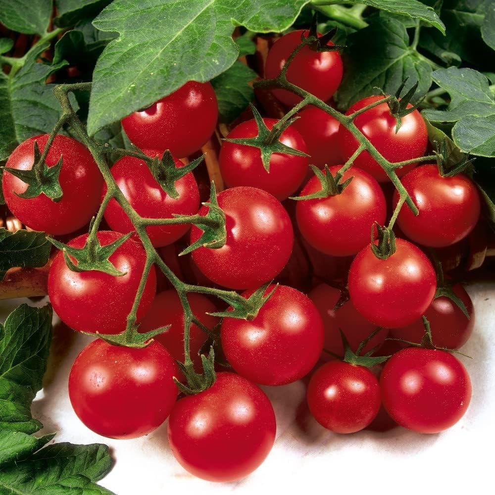 Tomato Plants Grafted 'Gardener's Delight' Cordon Easy to Grow Your Own Cherry Tomatoes Half