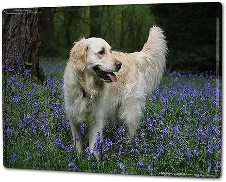 Amazon Co Jp Zunyi ブリキ 看板ブリキ イラスト 犬ゴールデンレトリバーの雌犬ブルーメンフェルト 室内装飾家 パブ ビール ガレージ 庭 コーヒー 寝室 リビングルーム x30cm 文房具 オフィス用品