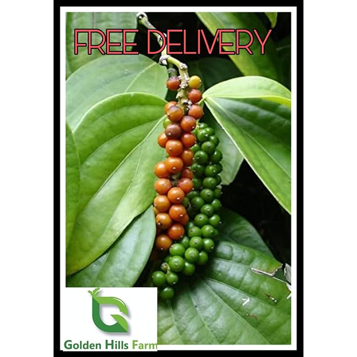 Buy Golden Hills Farm Rare Bush Pepper Live Plant, Dwarf Black pepper 1