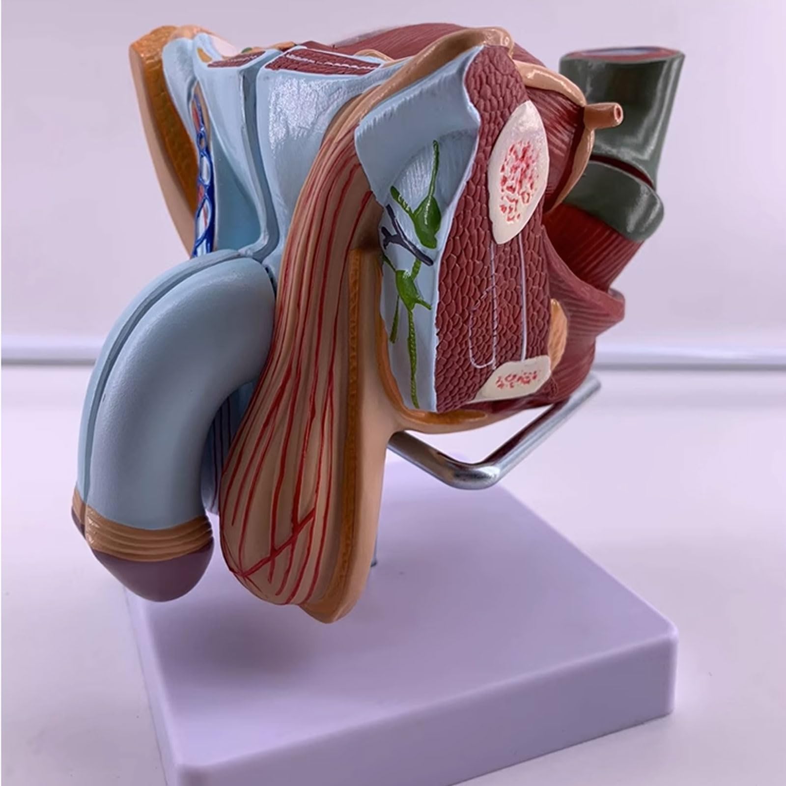 Modele narządów rozrodczych męskich narządów płciowych - Model anatomii człowieka Materiał PVC Anatomiczny model człowieka - do nauki Wyświetlanie Nauczanie Model medyczny