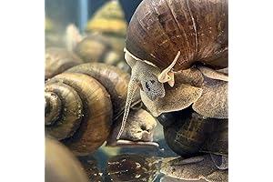 3 Trapdoor Snails Extra-Large