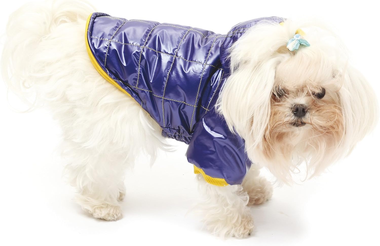 croci dog jacket