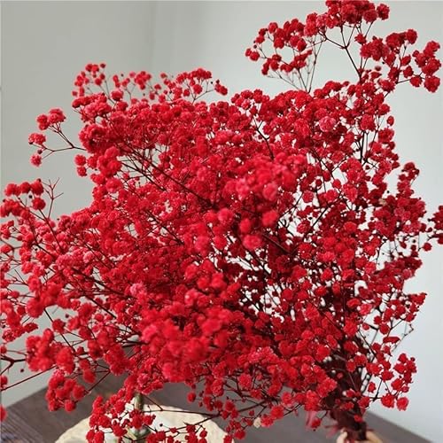 Natürliche getrocknete Schleierkrautblüten, mehr als 2000 Knospen, echter getrockneter Blumenstrauß für Hochzeit, Brautstrauß, Vase, Pampasgras-Dekoration (Rot)