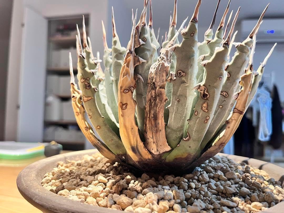 エボリスピナ 発根済み 陶器鉢 ユタエンシス アガベ コレクション株 大