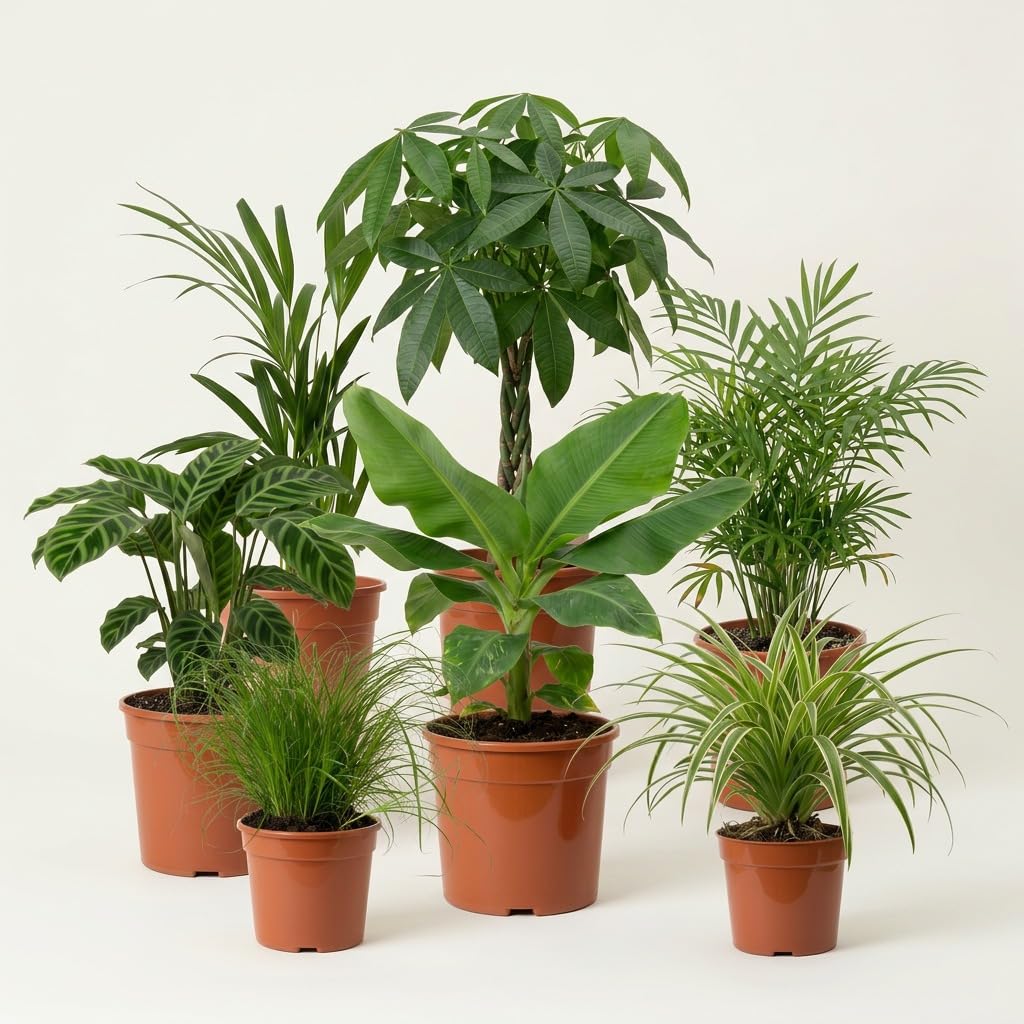 Blume Ideal 7er