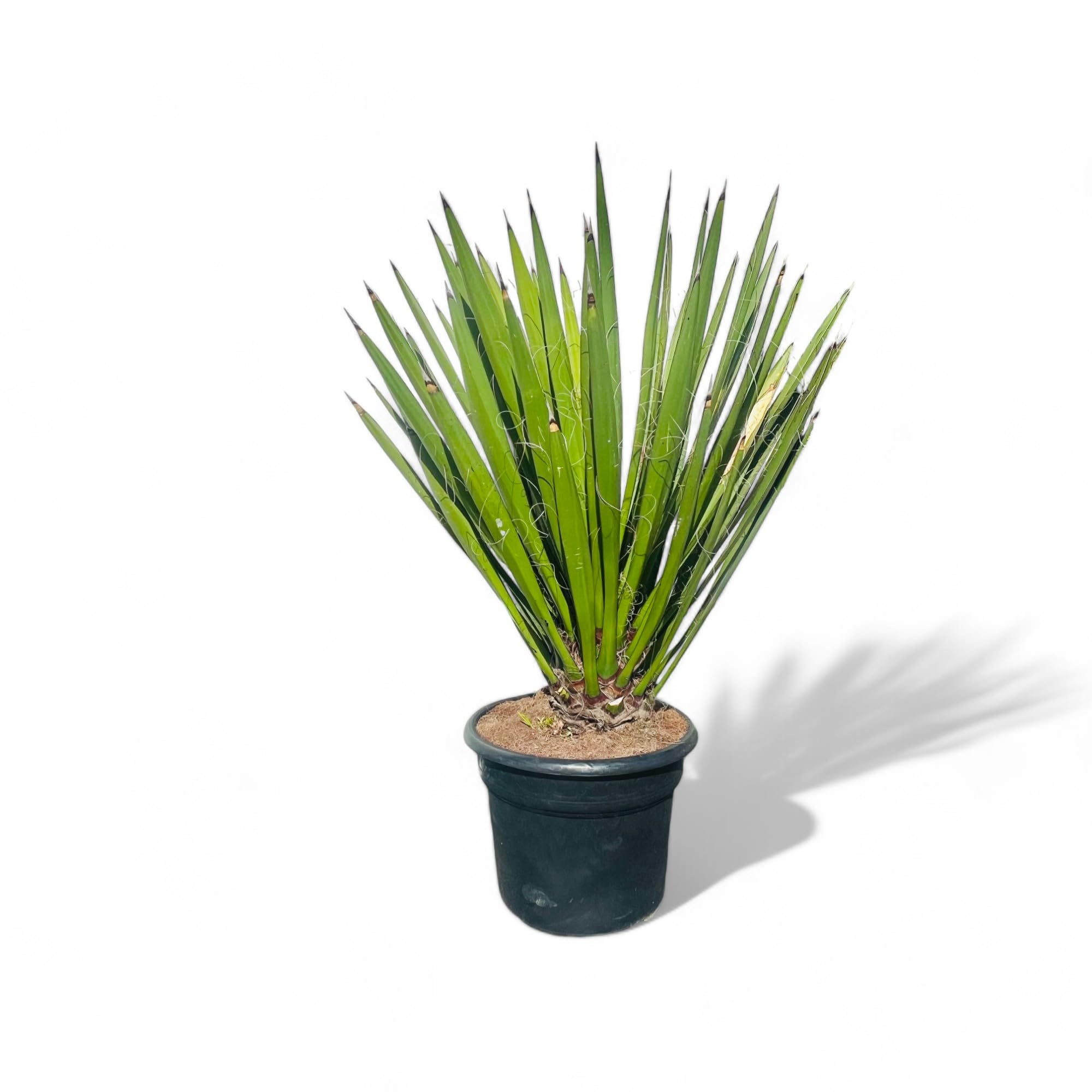 Tropictrees, Yucca Faxoniana Plante exotique du désert pour jardin et terrasse, résistante à l'hiver, facile d'entretien et décorative, parfaite pour les endroits secs, faxon yucca, 140 cm