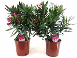 Oleandro Giallo In Vaso &oslash;9cm - Pianta Fiorita Da Esterno, Vivaio Castelletto