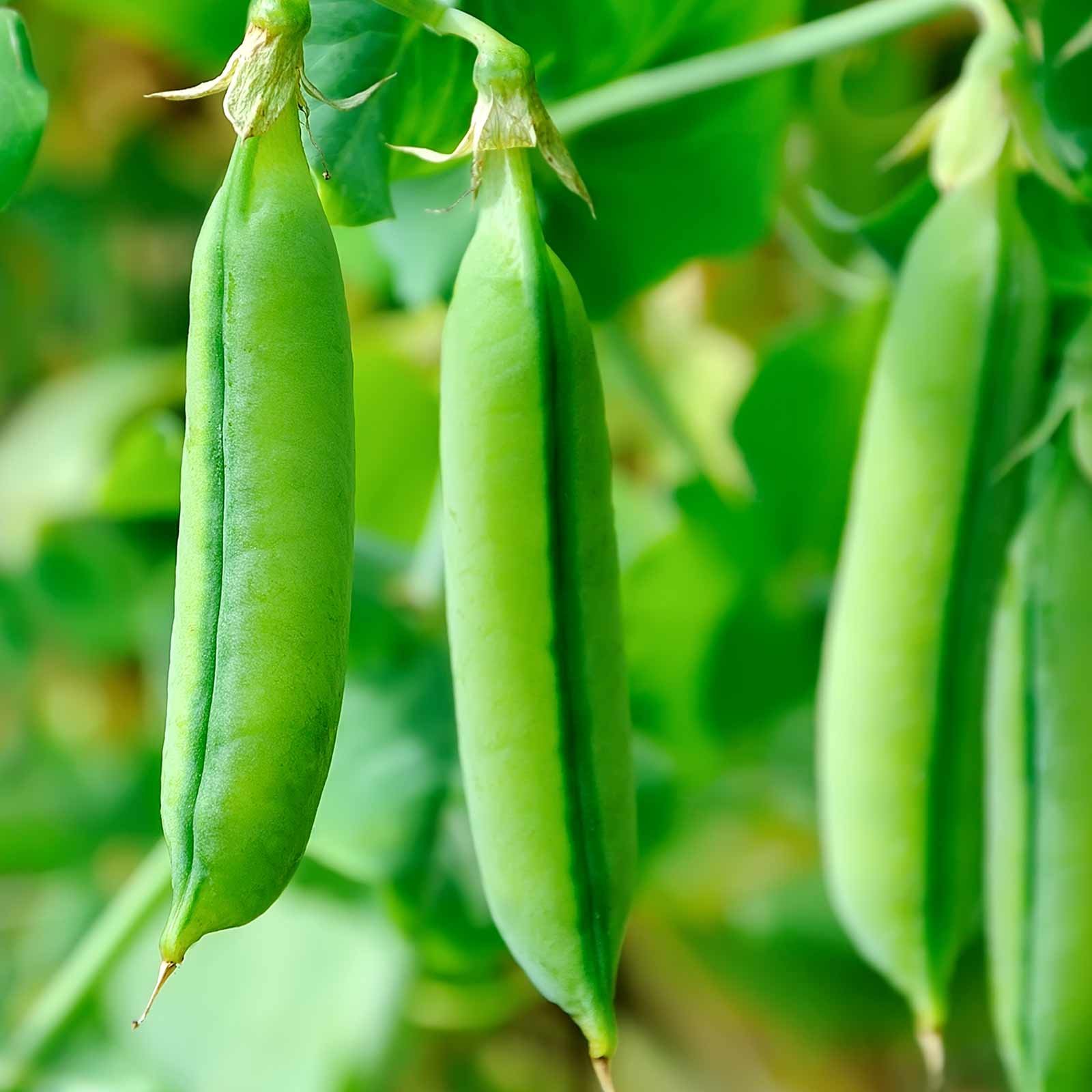 Mountain Valley Super Sugar Snap Pea Seeds