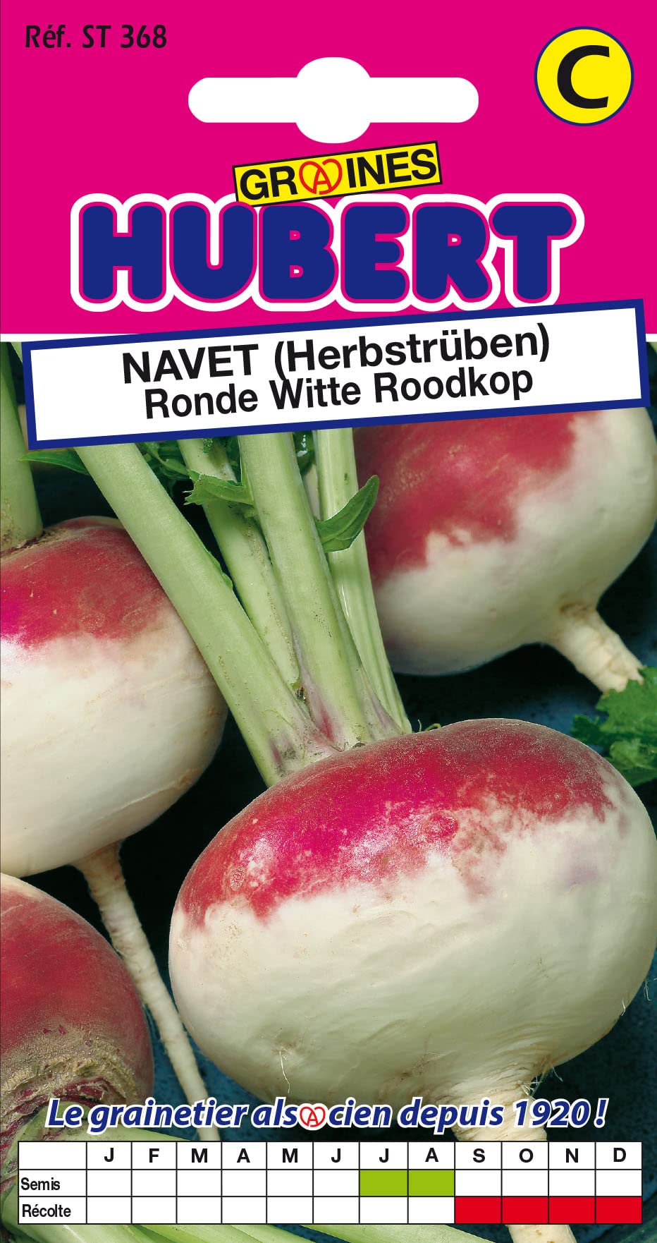 Herbstrübe 'Ronde Witte Roodkop