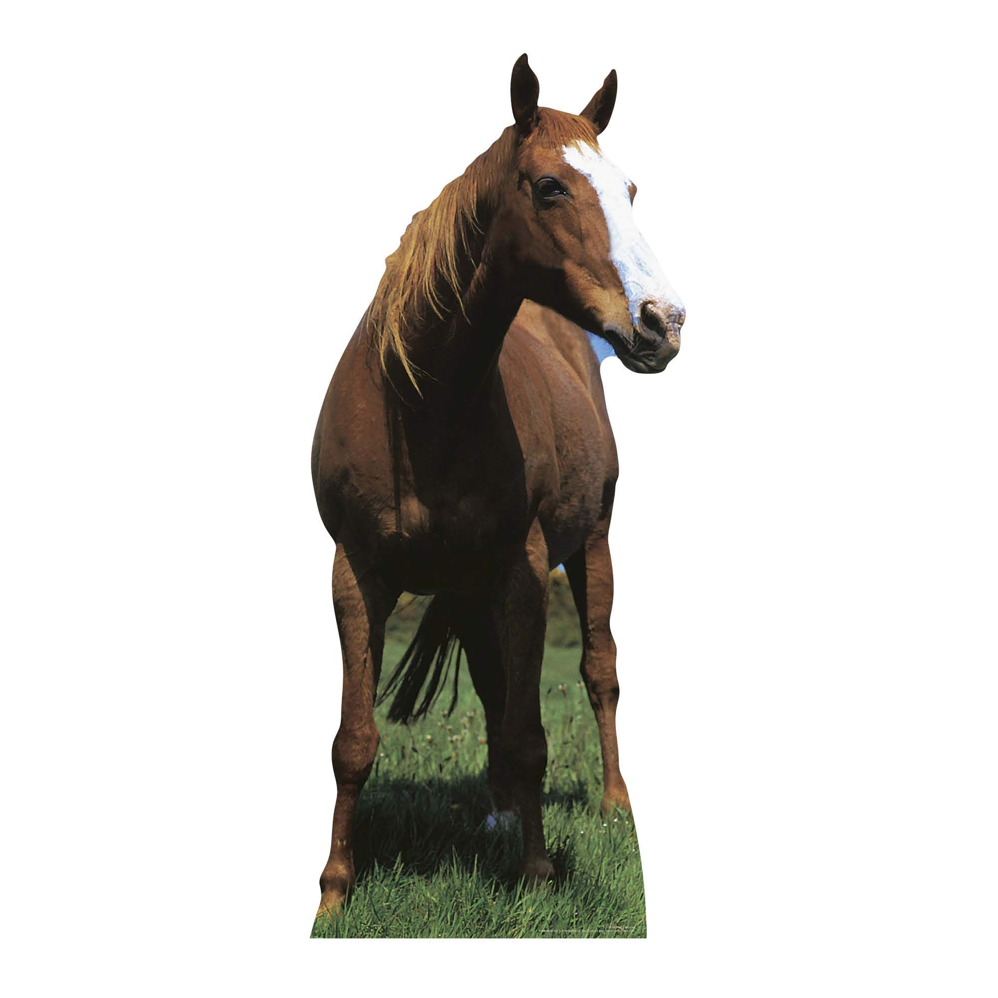 Star Cutouts Cut Out of Mustang Horse