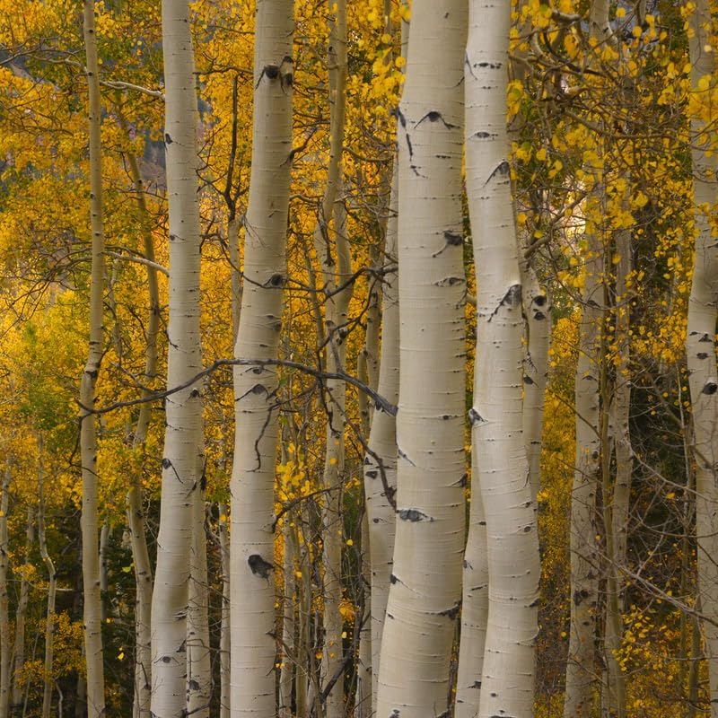 20 Quaking Aspen Live Plant Trees, 8 to 16 Inches Tall Quaking Aspen Plant Seedlings, Ready to Plant