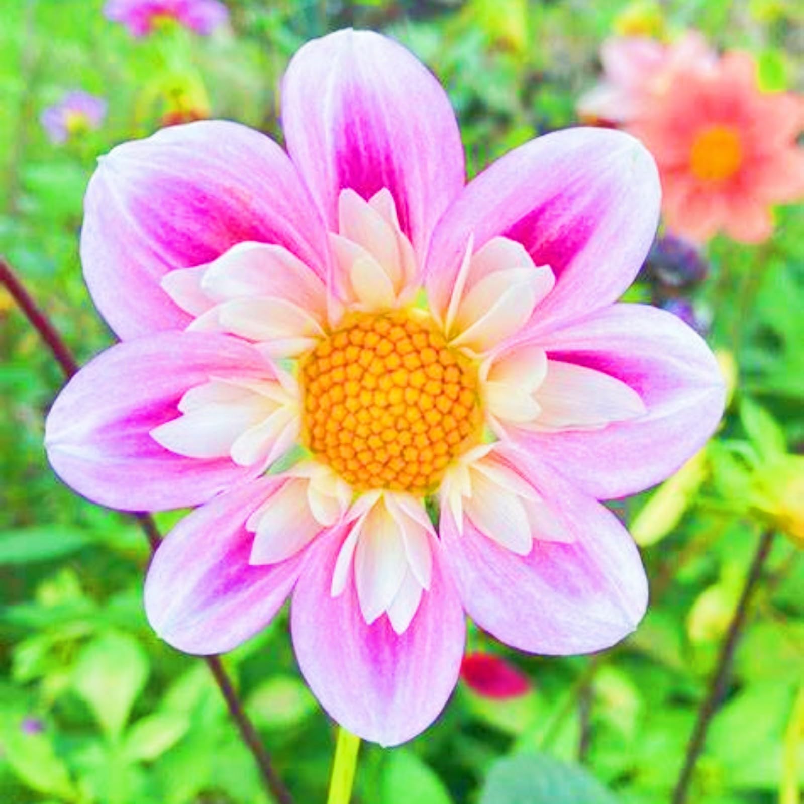 Dahlia Tubers UK Best Decoration Wedding Flowers/Hardy Perennial/Garden Flowers-5bulbs-h