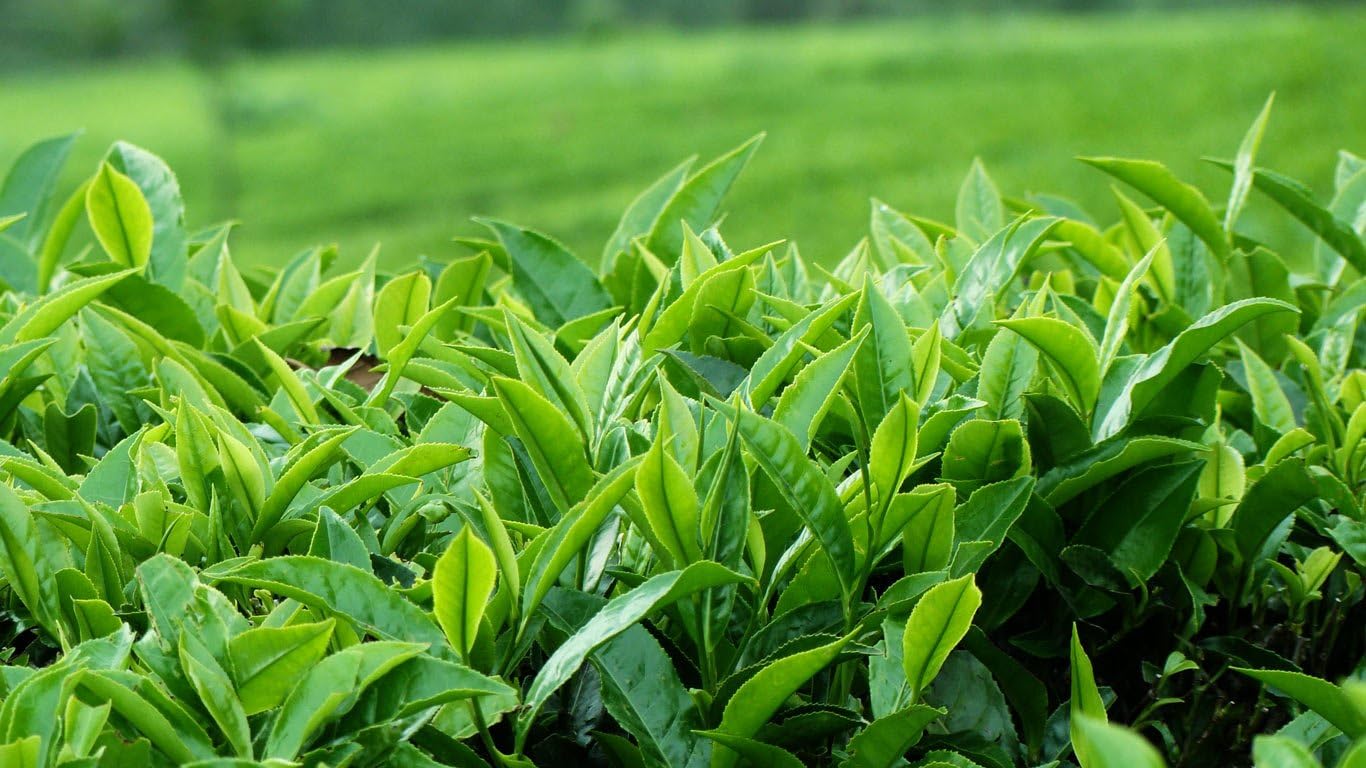 M-Tech Gardens Tea Plant (Camellia sinensis, Hybrid) Exotic 1 Live Plantation Crop Plant