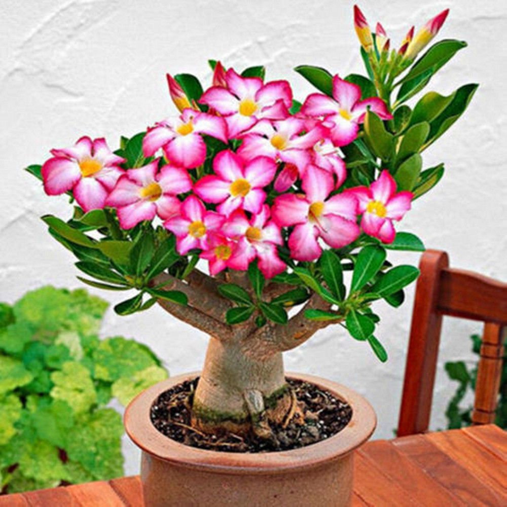 DEWIN Bonsai Samen - Wstenrose seltene rosa Wstenrose Samen, Bonsai Tree  Plant Decor(5PCS) : Amazon.de: Garten