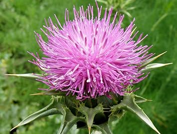 Seeds Holy Thistle Milk Mary Silybum Marianum Medicinal Herbs for Planting Heirloom Non GMO