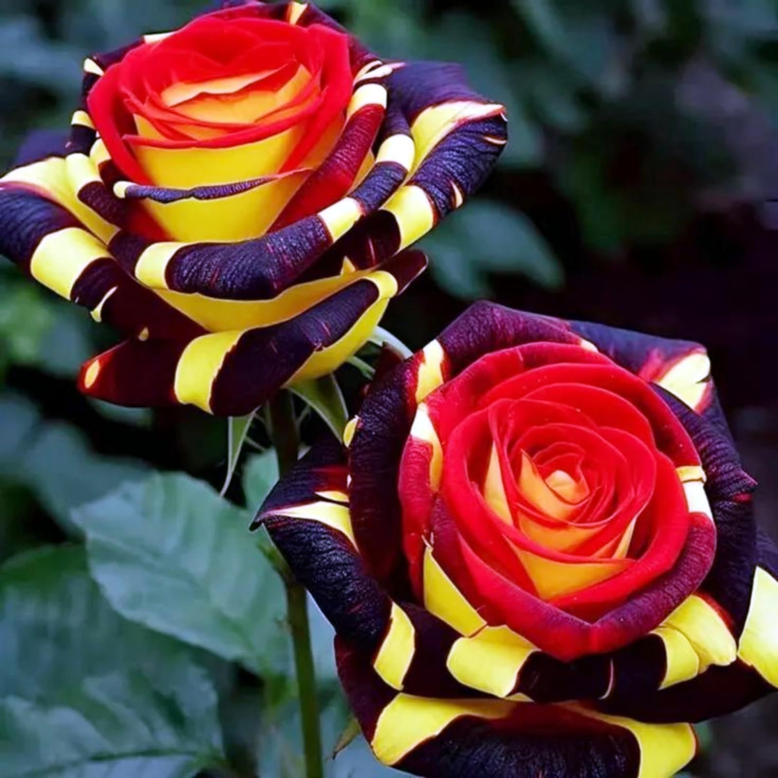 Surprise Rose Rhizome, Hardy Perennial, Garden Decoration, No Watering Required, Professional Planting, Suitable for Spring and Autumn-1 Rhizome-I