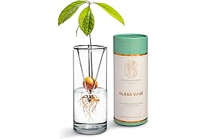 Avocado Growing Kit: Effortless Seed Sprout Starter and Plant Propagation System