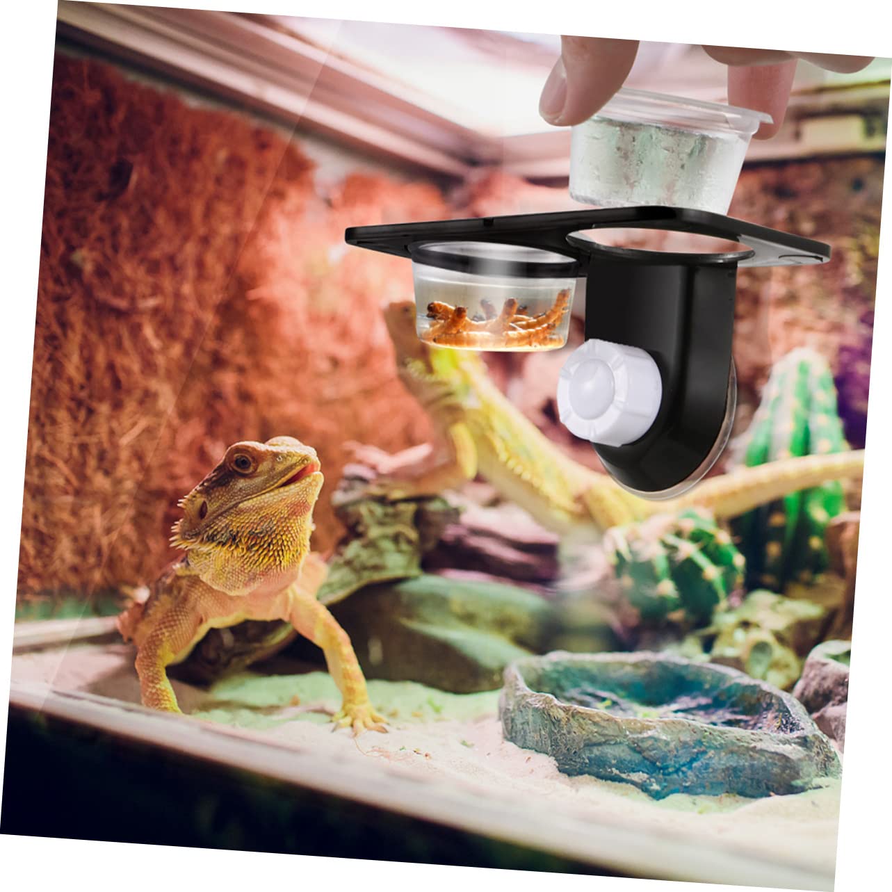 Parliky 2Pcs Reptile Food and Water Bowls Stable Double Bowl Feeder for Lizard and Reptile Easy to Install for Crested Gecko and Other Pets