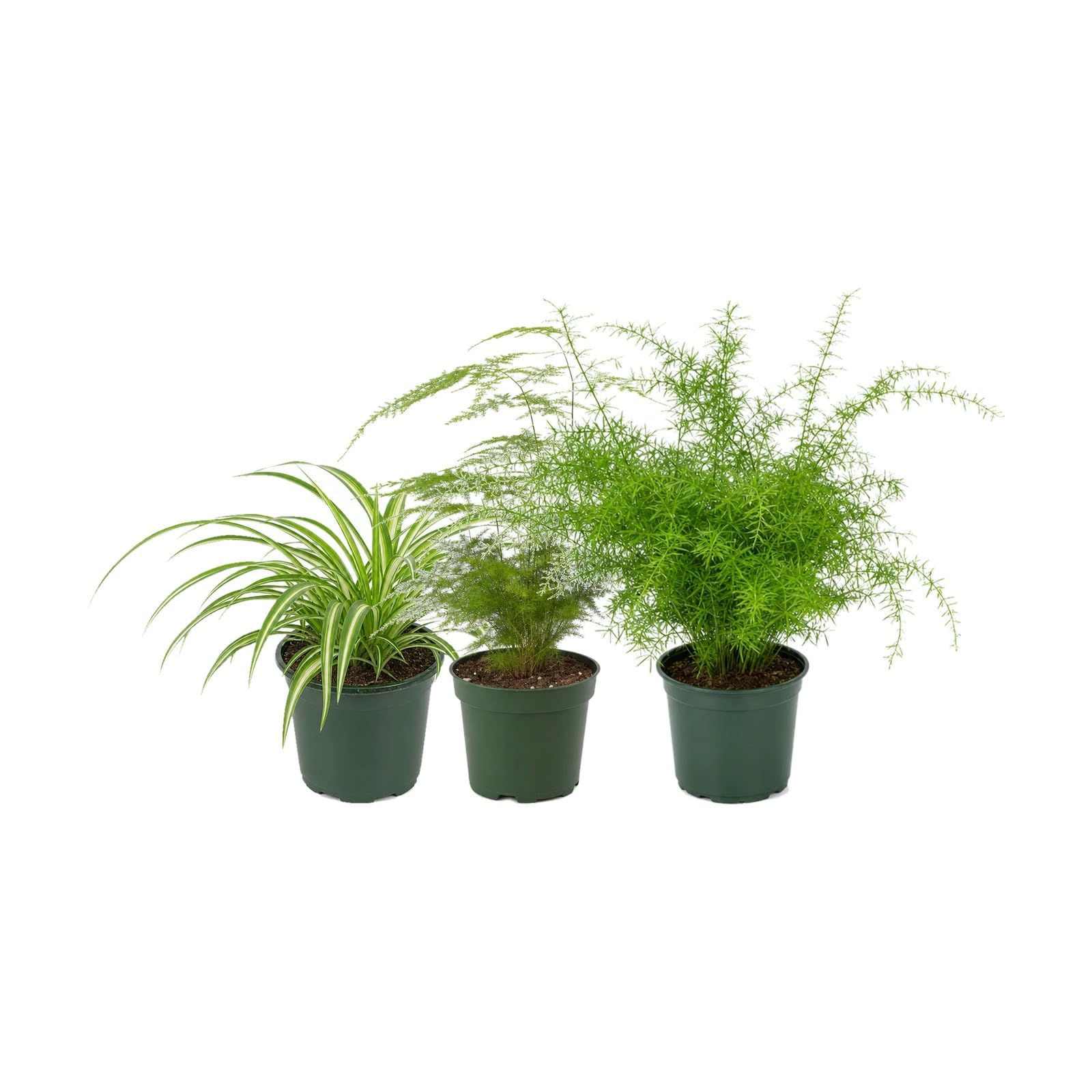 Pack 3 Plantas: Cinta, Espárrago Plumoso y Helecho Espárrago DECOALIVE