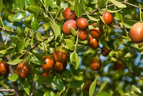 11 11 Big Promotion 10 Pcs Lot Red Date Palm Seeds Jujube Tree Fruit Seed Potted In Garden Home Aweet Organic Herb Plant Seeds 1 Amazon Co Uk Garden Outdoors