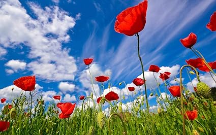 Nature Sticker Poster|Flowers Valley-Sunrise|Poster for Decoration|Wall Poster|Decorative Wall Sticker|Poster for Living Area/College/Hostel|Self Adhesive Paper Poster(19x13Inch)