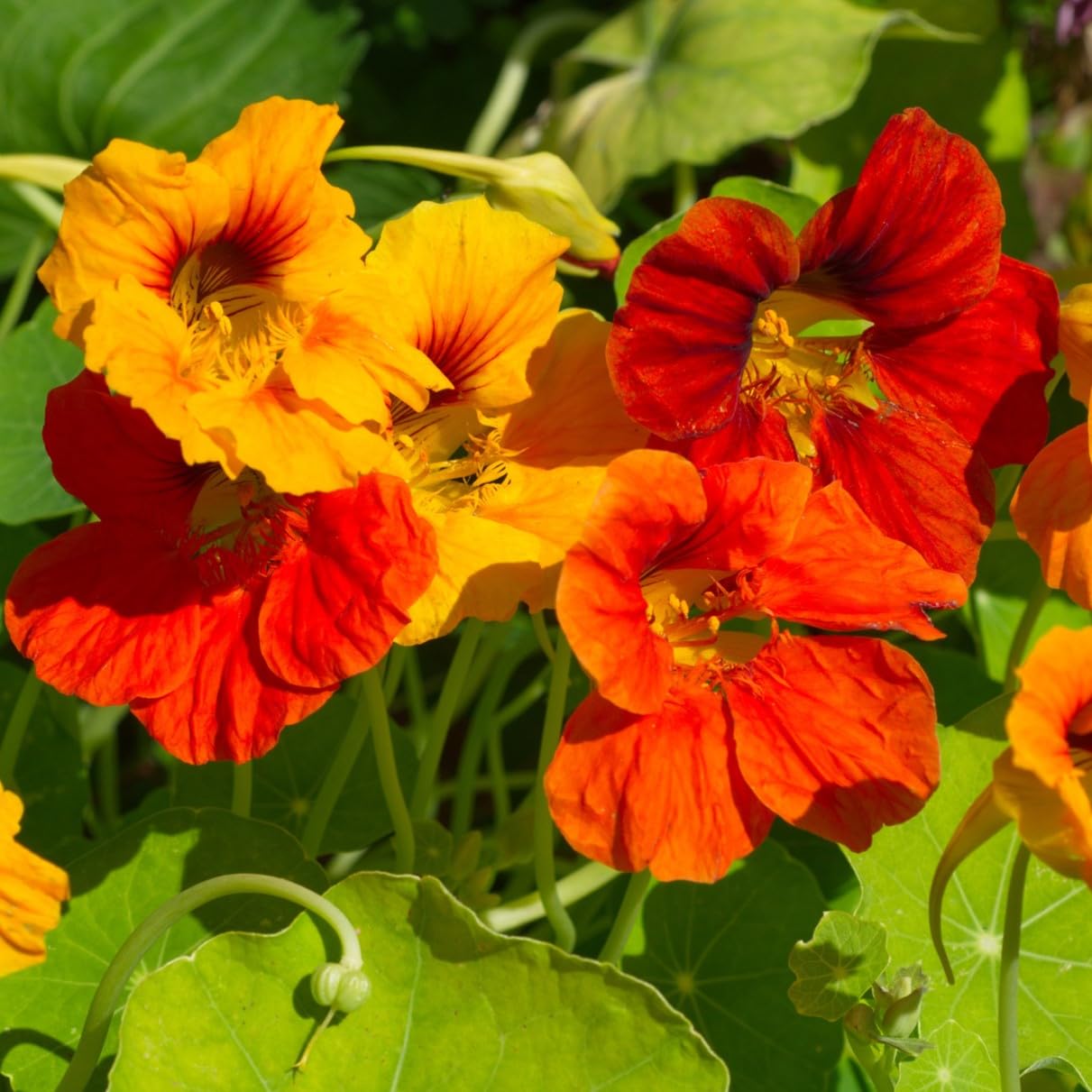 PREMIER SEEDS DIRECT - Nasturtium Seeds - TROPAEOLUM Jewel Mix - Organic (250 Seeds)