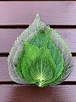 Vista 4 de Gaea's Blessing Semillas de Shiso coreanas (Perilla), semillas tradicionales sin OMG con instrucciones de siembra fáciles de seguir, perilla