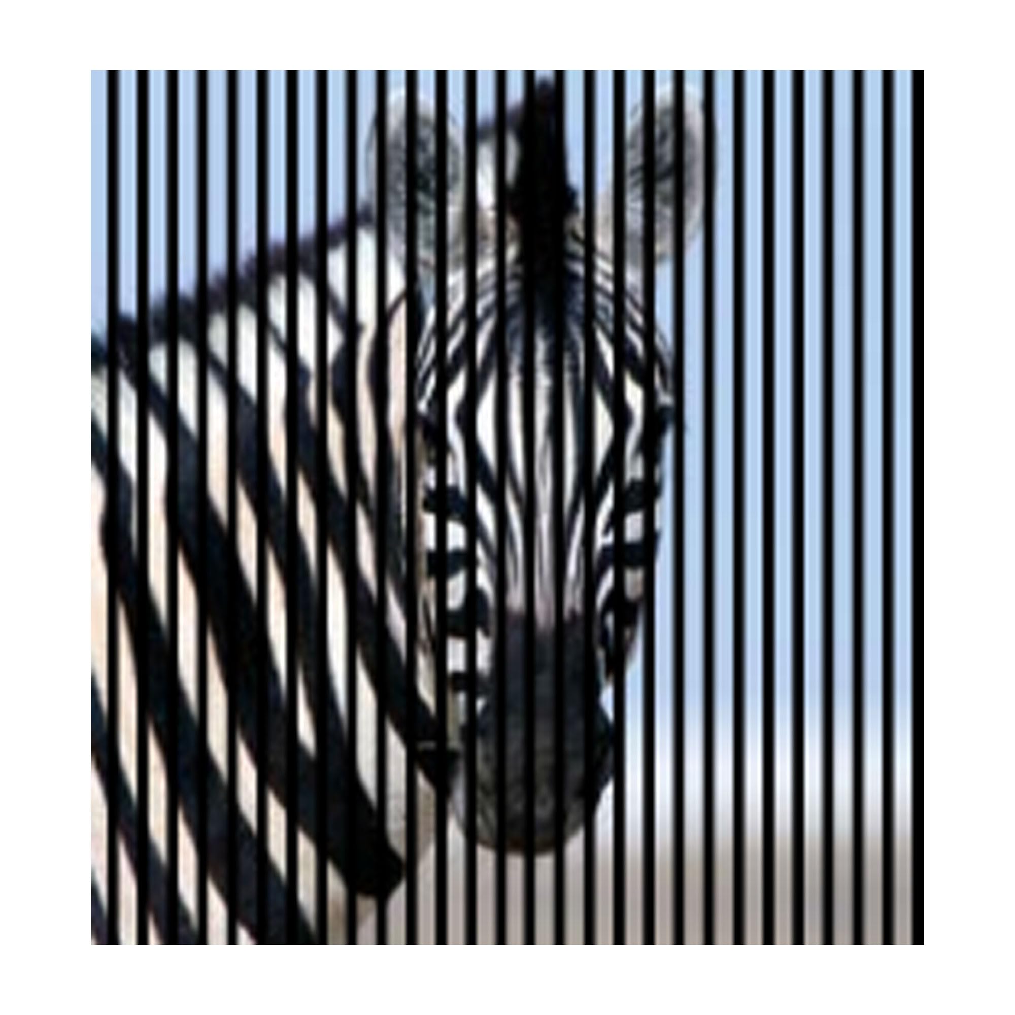 Panele akustyczne z nadrukiem cyfrowym Zebra01 19 x 1133 x 1195 mm zebra MDF włókna PET panele ścienne czarne białe niebieskie 2 pojedyncze płyty