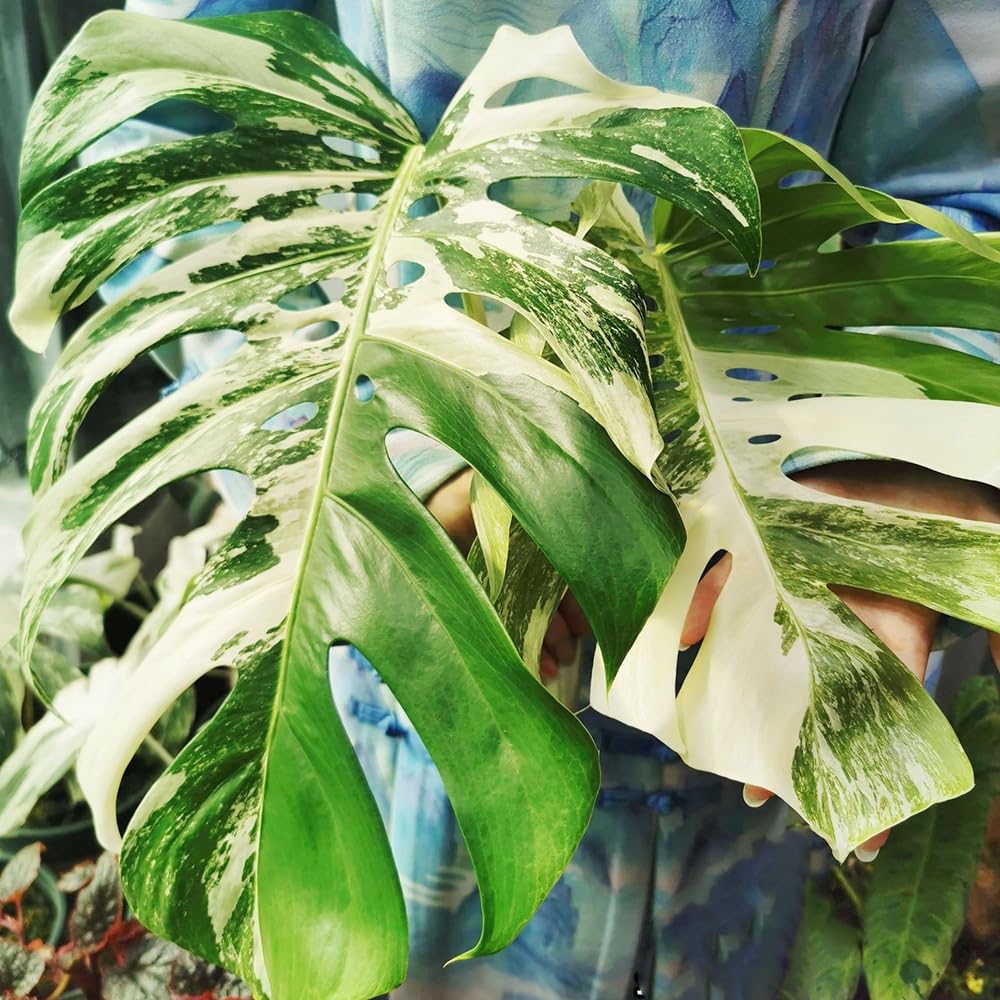 300 Pcs monstera samen - monstera variegata - pflanzen deko, luftreinigende  zimmerpflanzen (Monstera deliciosa) zimmerpflanze, grnpflanzen  zimmerpflanzen indoor plants, winterfeste : Amazon.de: Garten