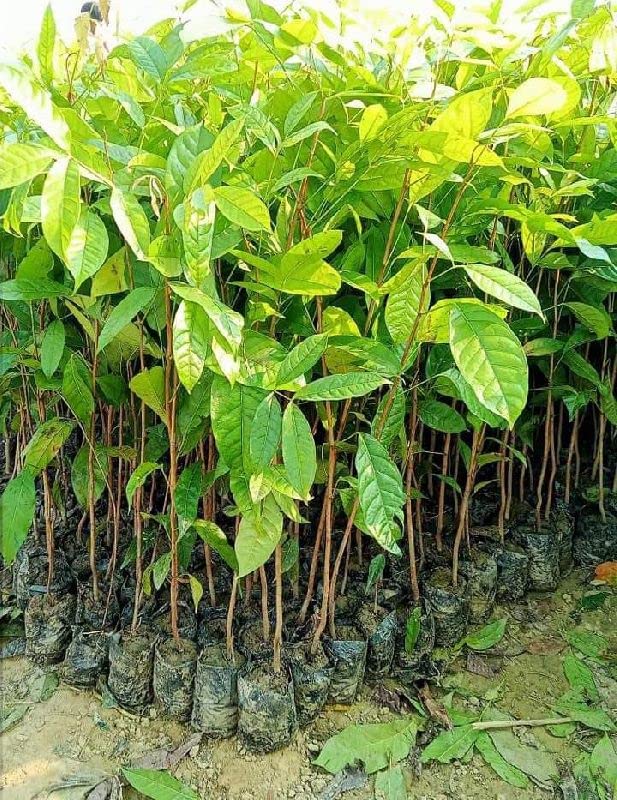 Bio Horticulture Nursery Mahogany Plant, Swietenia macrophylla Plant