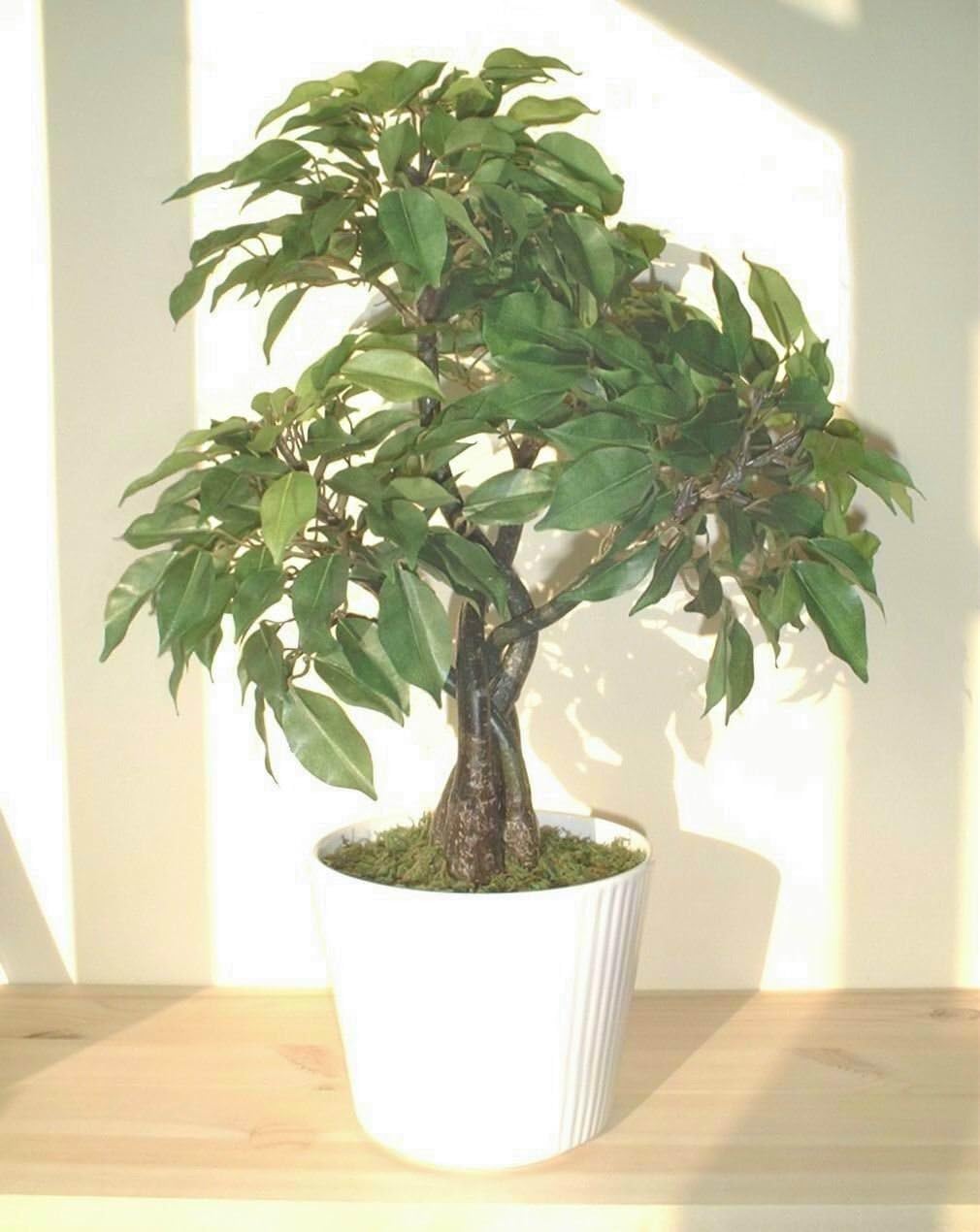 17" Ficus Tree, Artificial Plant (Without Pot)