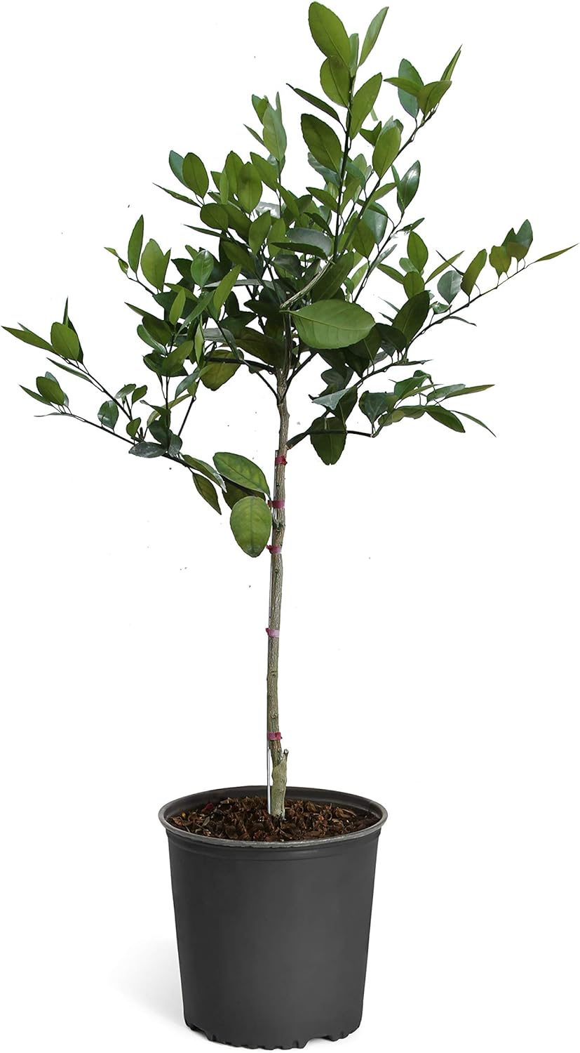 Brighter Blooms - Tangelo Tree, 2-3 ft. - No Shipping to AK, AL, AZ, CA, FL, GA, HI, LA, MS, OR, TX