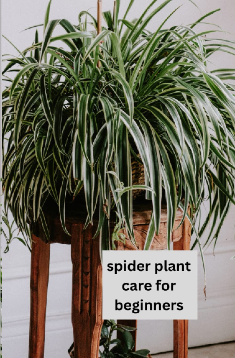 Spider Plant Care For Beginners: The only book you need for caring and growing the humble spider plant whether your new to house plants or you're an experienced house parent