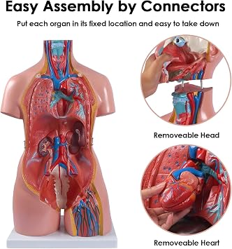 85Cm Life Size Torso Model Human Body Model Anatomy Torso Unisex Doll Medical Torso 23 Removable Parts 33.4 Inch Education Organs Model for Learning Study