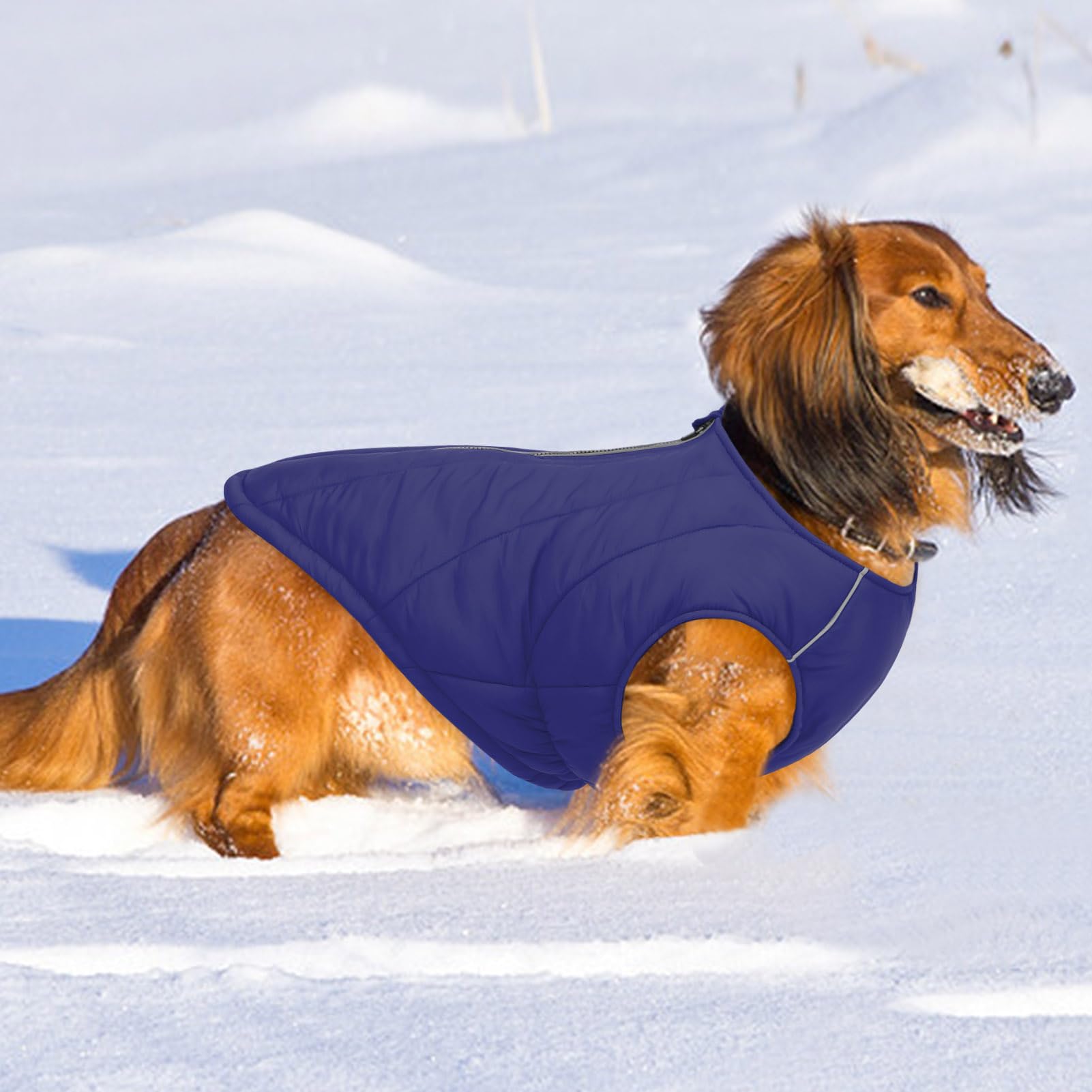 CITÉTOILE Veste Chaude pour Chien – Manteau Hiver Nylon Rembourré, Bandes Réfléchissantes et Fermeture Éclair – Design Classique Imperméable pour Temps Froid Bleu XXL