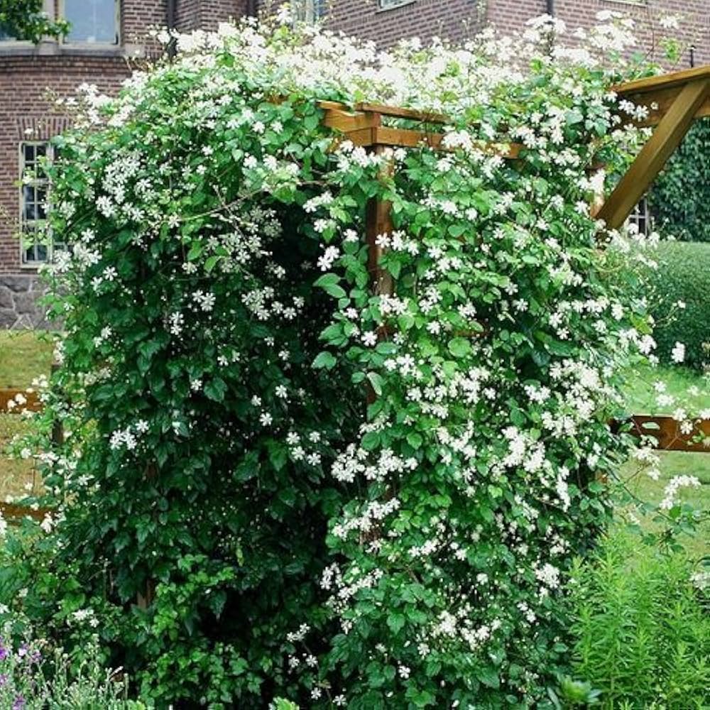 2 Piante Di Clematis Piilu - Fiori Rosa Lavanda, Doppia Fioritura, Resistente All'Inverno