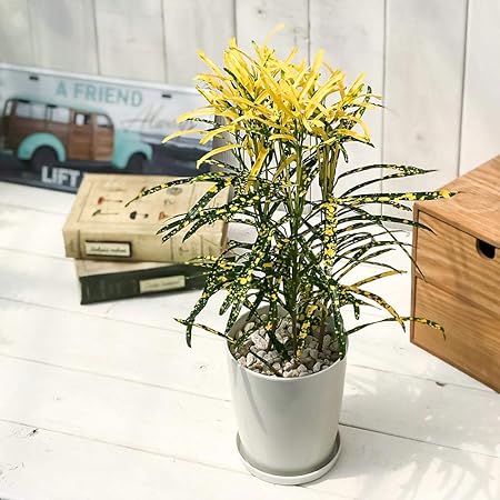 Amazon Co Jp 観葉植物 クロトン 細葉系 4号鉢 受け皿付き 育て方説明書付き Codiaeum Variegatum Cv ヘンヨウボク 変葉木 リュウセイ 流星 Diy 工具 ガーデン Amazon Co Jp 観葉植物 クロトン 細葉系 4号鉢 受け皿付き 育て方説明書付き Codiaeum Variegatum Cv ヘンヨウボク 変葉木 リュウセイ 流星 Diy 工具 ガーデン