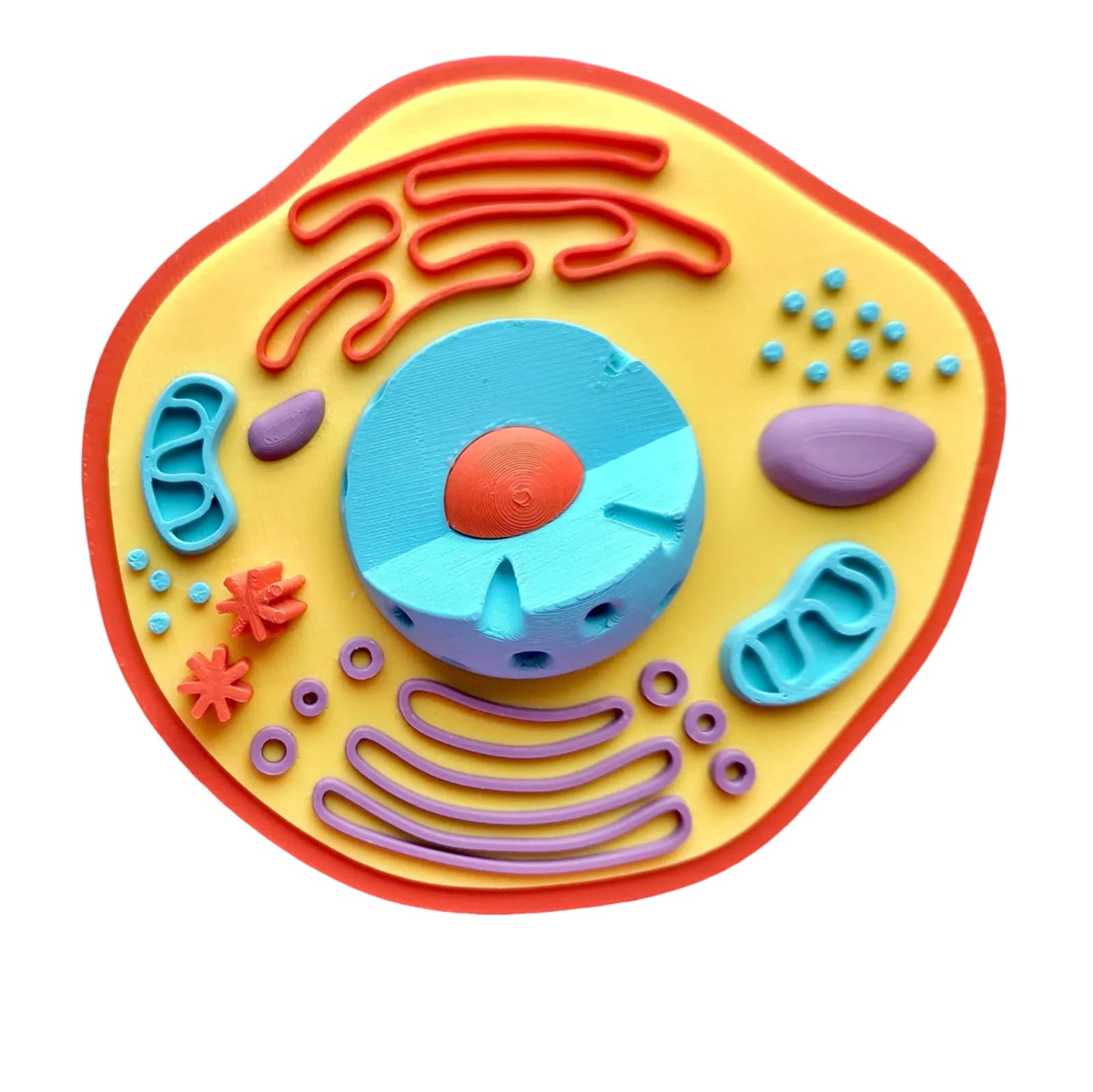 Stampa 3D Modello di cellula Animale Simulazione Modello di Anatomia Cellulare Biologica per l'apprendimento in Classe Ausilio didattico,Flesh,11cm