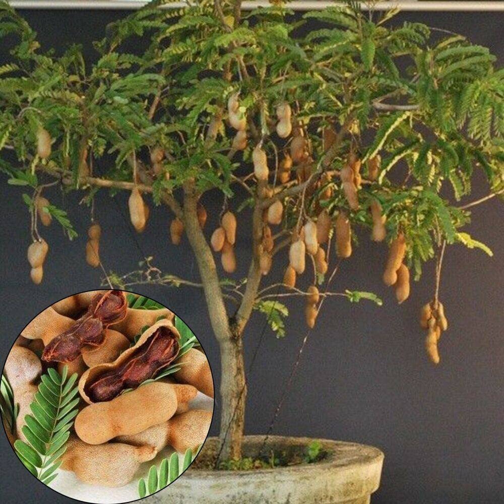 Online plant bazar Tamarind Sweet Imli Grafted Live Plant (B0B53M9D68) Amazon Price History, Amazon Price Tracker
