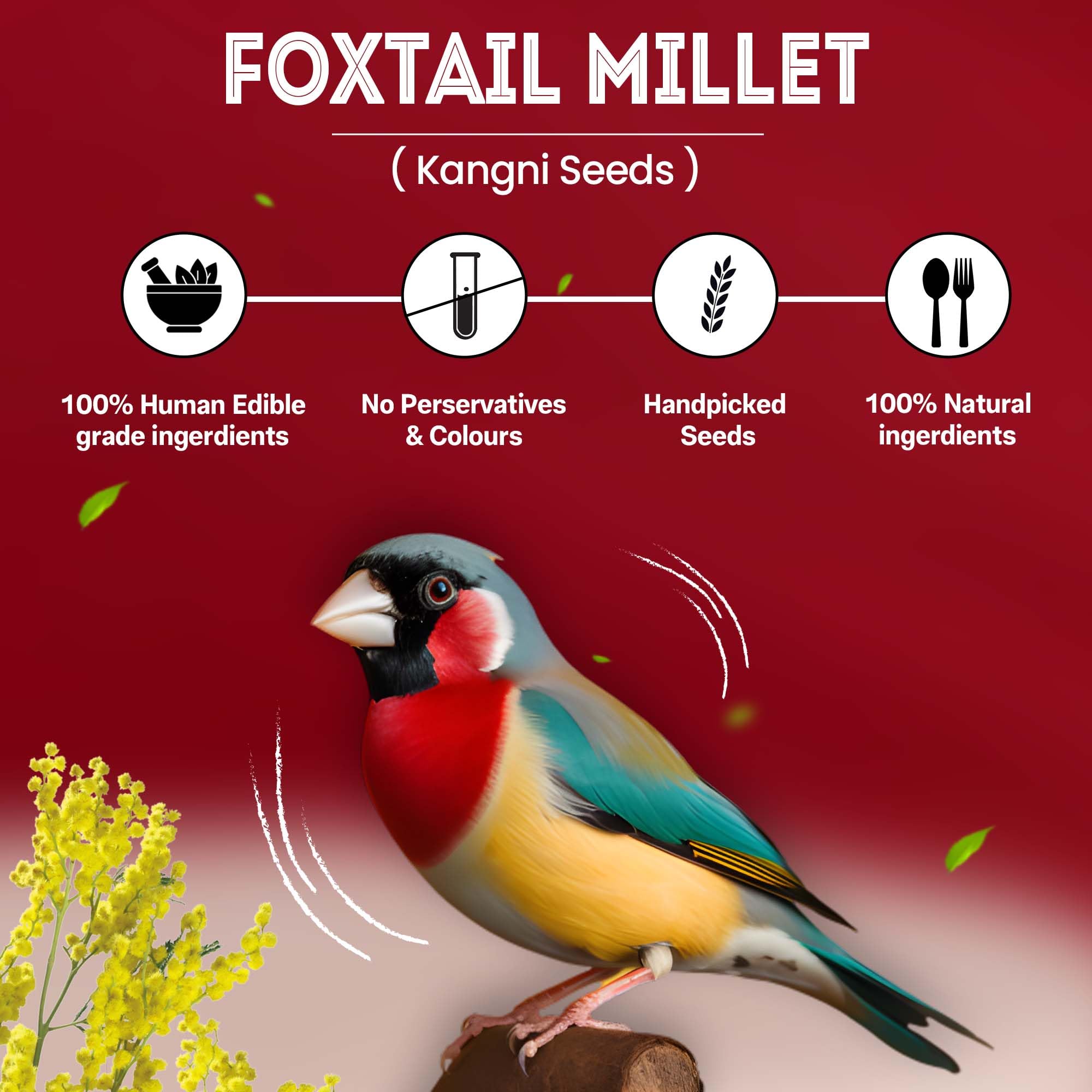 Sparrow Daughter Foxtail Millet (Kangni) Bird Food | Premium Natural Seeds for Budgies, Lovebirds, Cockatiels, Finches, Parakeets & Parrots | Healthy Daily Feed for All Life Stages (450g) 2