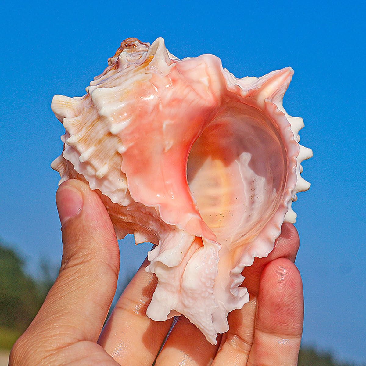 Grandi conchiglie naturali decorative(9~10cm)