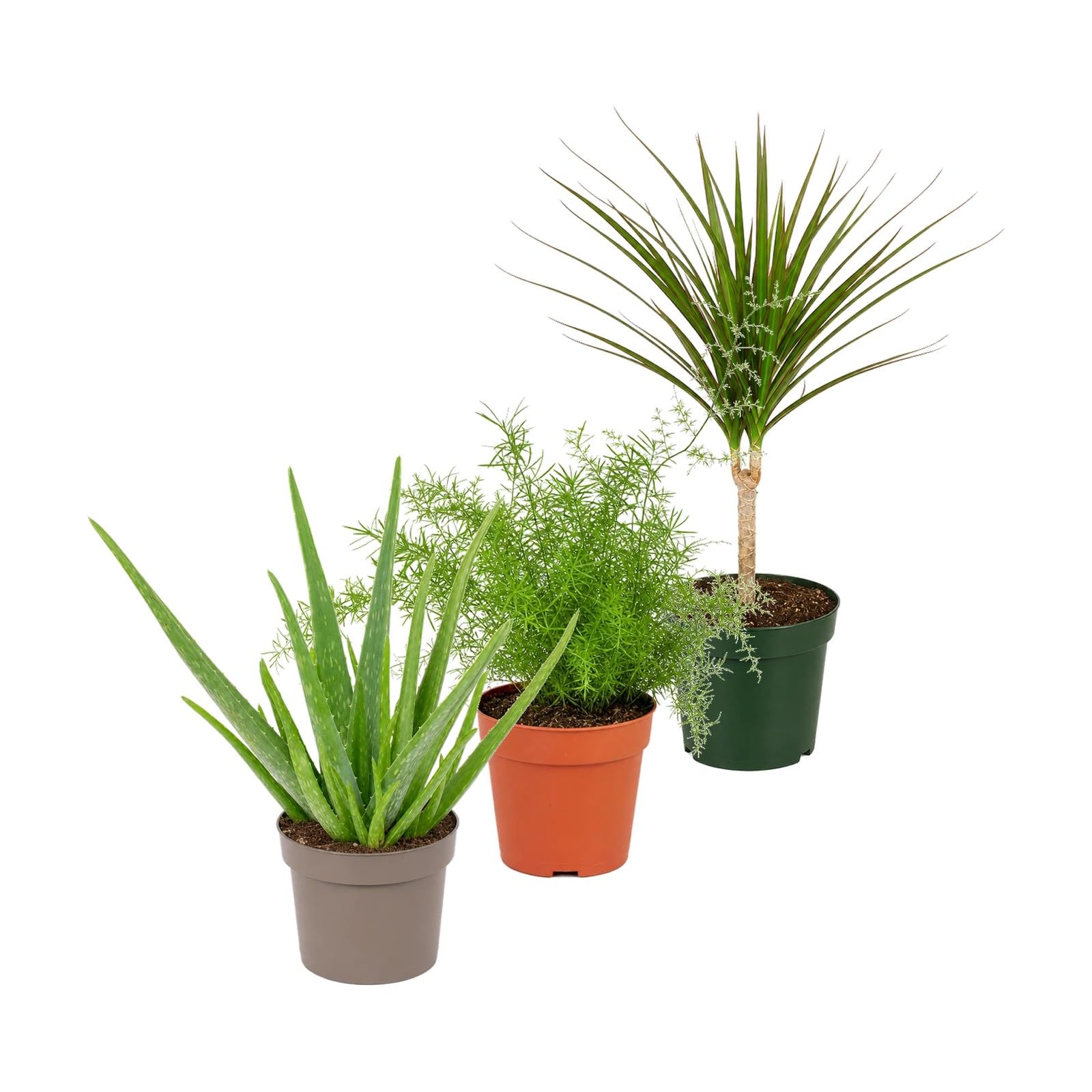 Pack 3 Plantas: Sábila, Helecho Espárrago y Drácena DECOALIVE