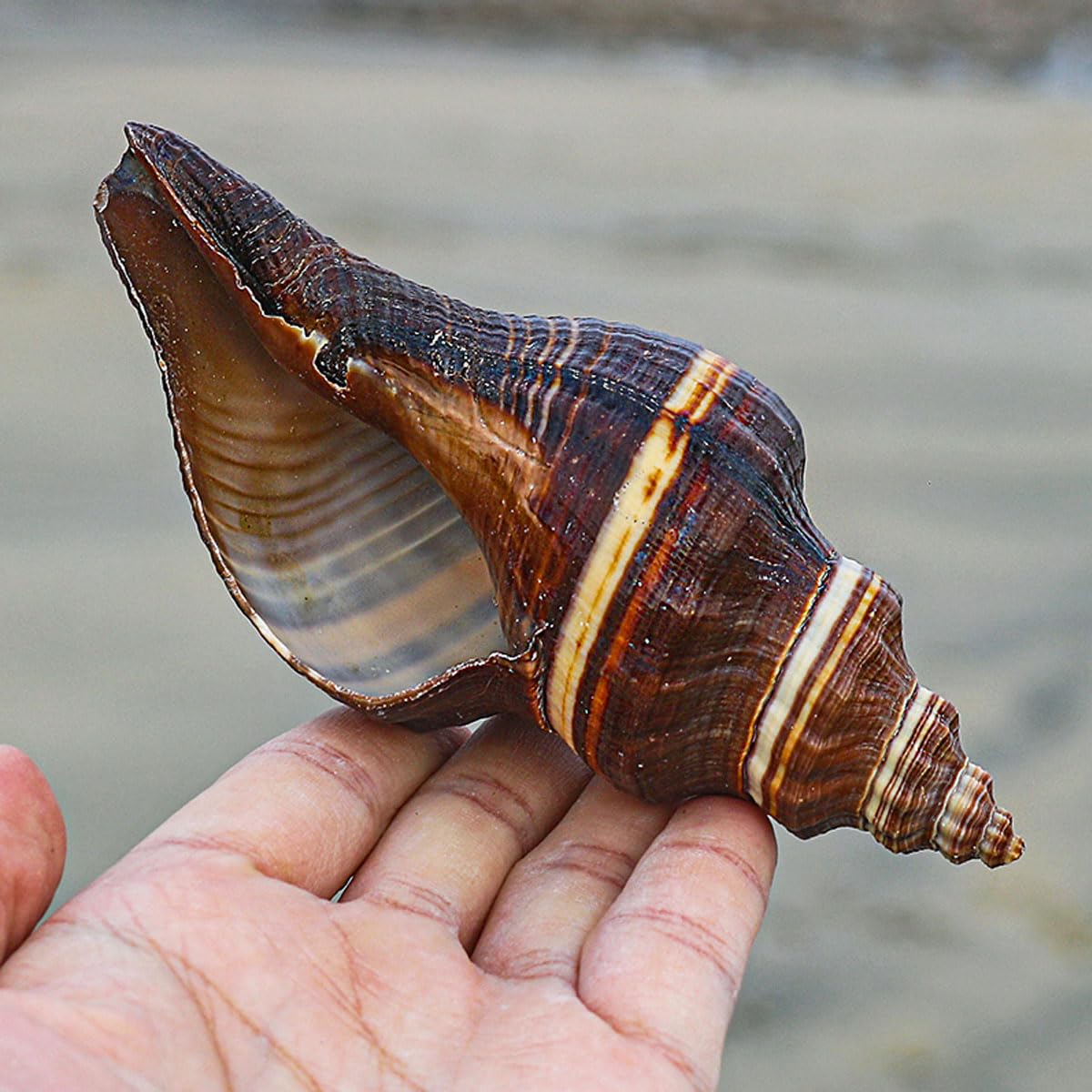 Coquillage, 12-15Cm la décoration de Mariage, fête à thème sur Plage(12~13cm)